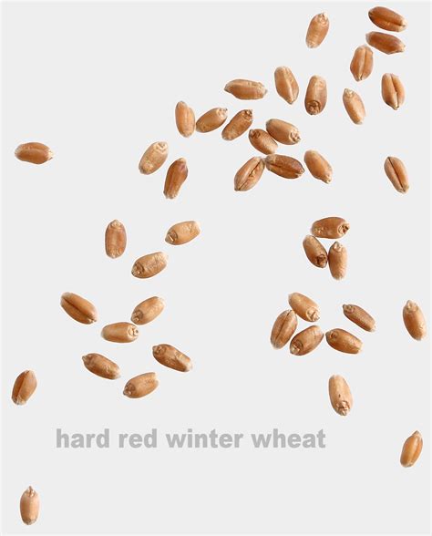 Organic Hard Red Winter Wheat Berries – Breadtopia