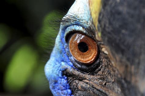 Reconnecting Cassowary Habitat