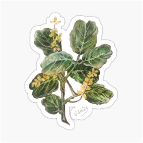 "Almug Tree, pastel drawing" Sticker by Shininglight14 | Redbubble