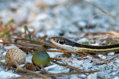 Eastern Ribbon Snake (U.S. National Park Service)