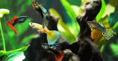 Guppy Fish Care - How to Care for Guppies?