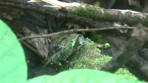 Camouflaged Lizard - YouTube