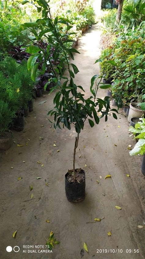 maan organic farms kinnu fruit plant grafted 2-3 ft : Amazon.in: Garden & Outdoors