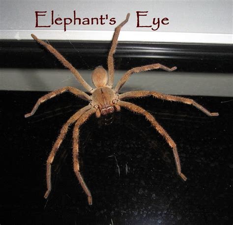 Elephant's Eye: Rain spiders Palystes sp.