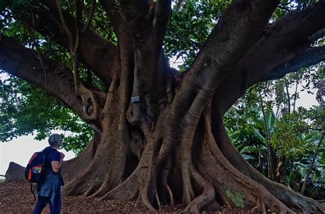 Moreton Bay Fig Tree Sydney Royal Botanic Garden Photograph by Harry Strharsky