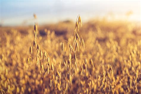 Managing disease in oat crops - Grainews