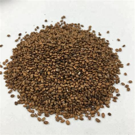 Kiwi Seeds (10 Seeds Per Pack) - Afrimash.com - Nigeria