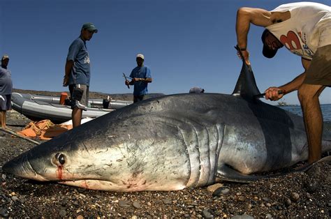 Controversy In Colombia For A Decree That Allows Shark Hunting To Market Their Fins | Maritime ...