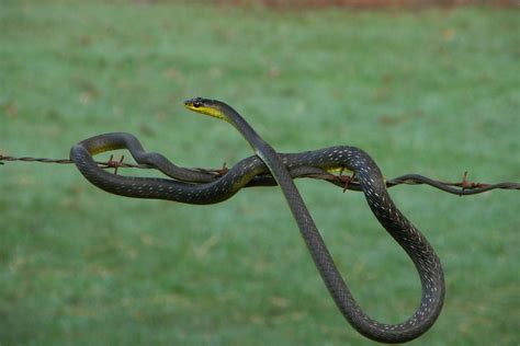 Green Tree Snakes (Dendrelaphis punctulata) | A non venomous… | Flickr