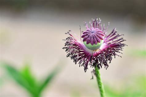 Poppy Flower Wilted Corn - Free photo on Pixabay