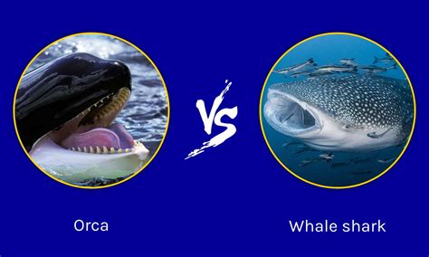 Whale Shark vs Orca: What are the Differences? - AZ Animals