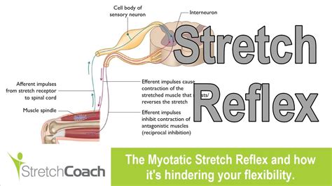 Understanding the Stretch Reflex | Myotatic Stretch Reflex