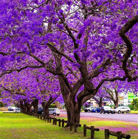 Jacaranda trees in bloom in Grafton Australiahttps://i.redd.it ...