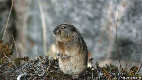 Arctic lemming - Alchetron, The Free Social Encyclopedia