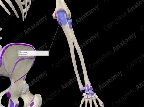 Olecranon | Complete Anatomy