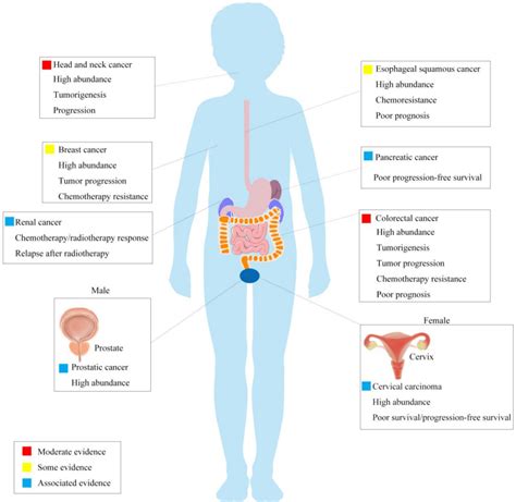 Fusobacterium nucleatum: a new player in regulation of cancer ...