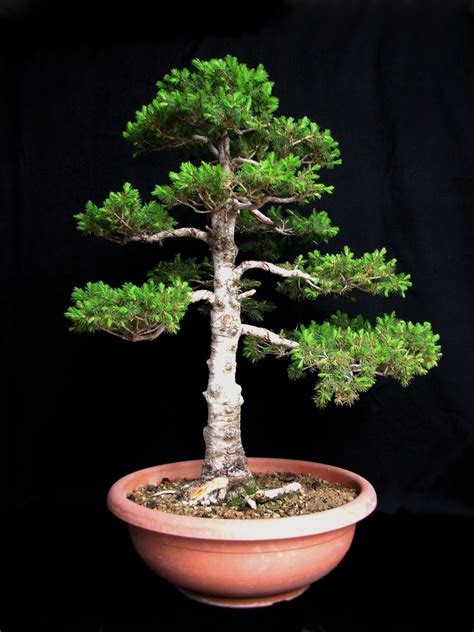 Evoluzione Bonsai : Bonsai di Picea Glauca Albertiana - White Spruce