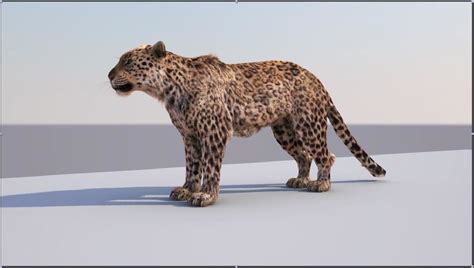 Leopard 3D model Download for Free