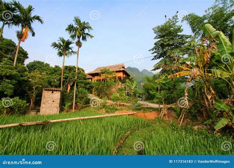 Paddy Field and House in Vietnam Stock Image - Image of south, crop: 117316183