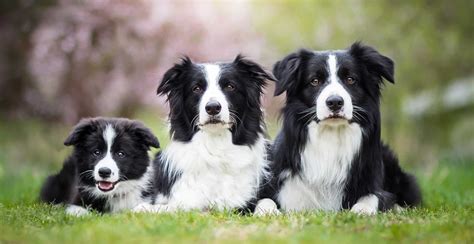 Border Collie Breed Guide (Lifespan, Size & Characteristics)