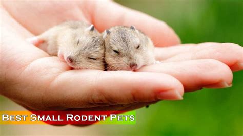 Top 10 Rodents as Pets - Get One For Yourself Today - Wonderslist