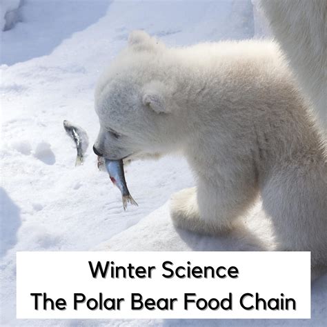 Polar Bear Food Web