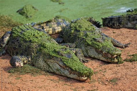 Saltwater Crocodile, Australia | Stocksy United