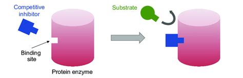 3. Schematic model of the competitive inhibition. A competitive... | Download Scientific Diagram