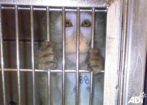 World Day for Laboratory Animals 24 April