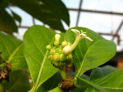 Morinda citrifolia | Morinda citrifolia - noni. Rutgers Univ… | Flickr