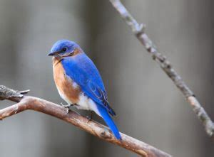 Missouri State Bird – Bluebird – 50States.com