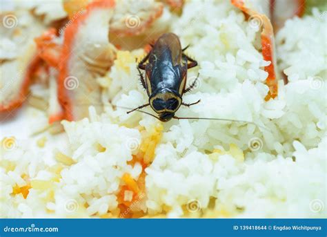 Dirty Food / Cockroaches Eating Rice Food Living In The Kitchen At ...