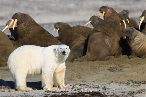 Walrus (Odobenus rosmarus)