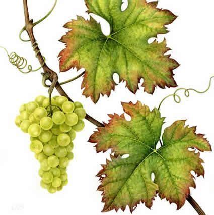 watercolor grape leaves - Google Search | FRUIT | Pinterest | Watercolor, Leaves and Google search