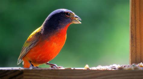 Sunny Boy Photograph by Carolyn Fletcher - Fine Art America