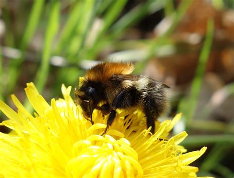 Urban Pollinators: The seven most common bumblebee species to find in ...