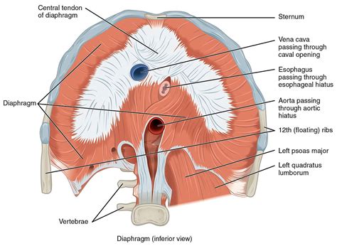 The Diaphragm and Proper Breathing - The Fountain Acupuncture in Cary ...