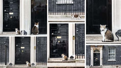 12 Iconic Tweets That Prove ‘Larry the Cat’ Is the Real Star of 10 Downing Street - Floppycats™