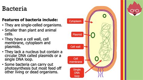 Bacteria Cell Labeled Diagram | The Best Porn Website