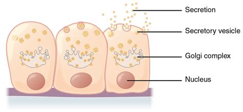 Difference Between Secretion and Excretion – Pediaa.Com