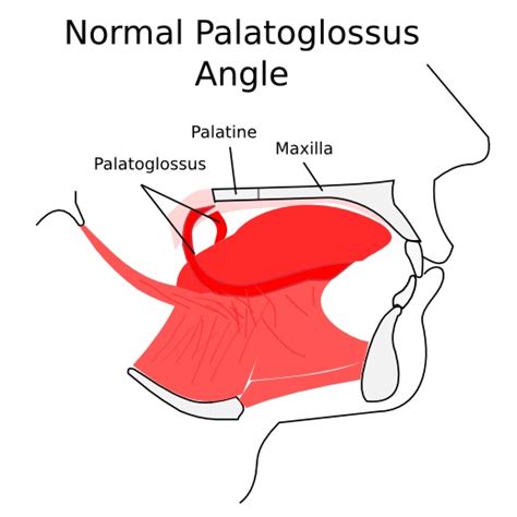 Palatoglossus Muscle - Daniel Lopez, D.O.