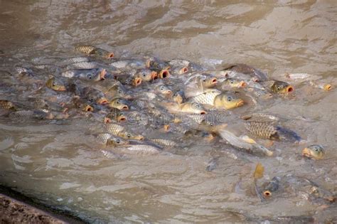 European Carp an Introduced Invasive Pest in the Australian Freshwater River System Stock Image ...