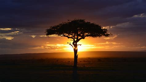 Download wallpaper 3840x2160 tree, sunset, landscape, africa 4k wallpaper, uhd wallpaper, 16:9 ...