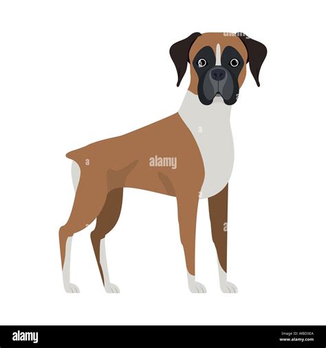 Boxer Dog Cartoon Illustration High Resolution Stock Photography and ...