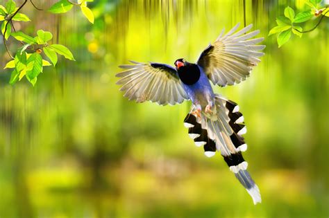 Taiwan Blue Magpie wallpapers, Animal, HQ Taiwan Blue Magpie pictures | 4K Wallpapers 2019