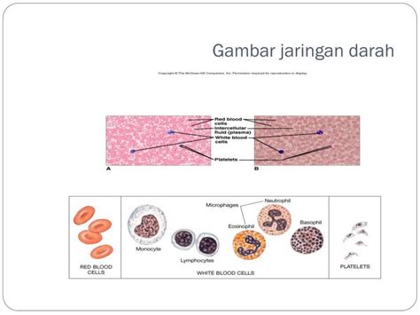 PPT - Struktur,fungsi dan klasifikasi jaringan ikat secara umum PowerPoint Presentation - ID:3488925