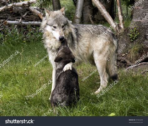 Mother Wolf And Black Wolf Pup Stock Photo 97303244 : Shutterstock