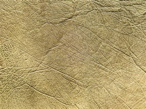 Ostrich Skin Texture Close-up in Detail Stock Image - Image of ...