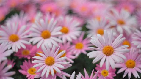 Pink Daisies Flowers In Blur Pink Background 4K HD Pink Aesthetic ...