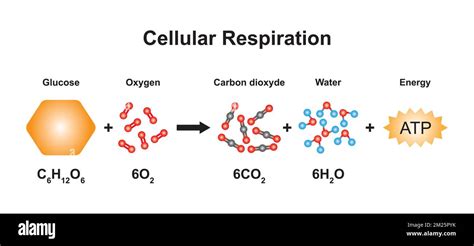 Scientific Designing of Cellular Respiration Equation. Using The ...